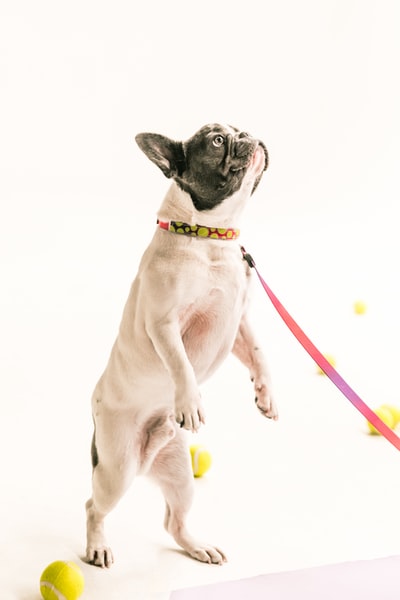 Adult fawn pug standing with a belt
